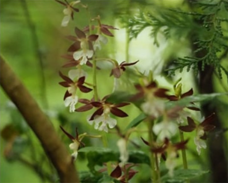 Photo: Calanthe discolor - Orchid