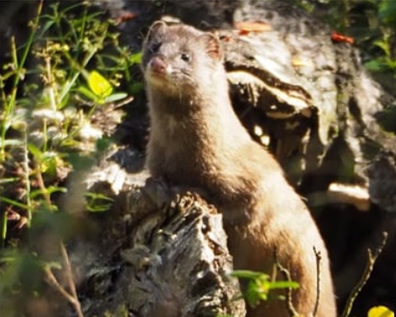 Photo: Japanese weasel