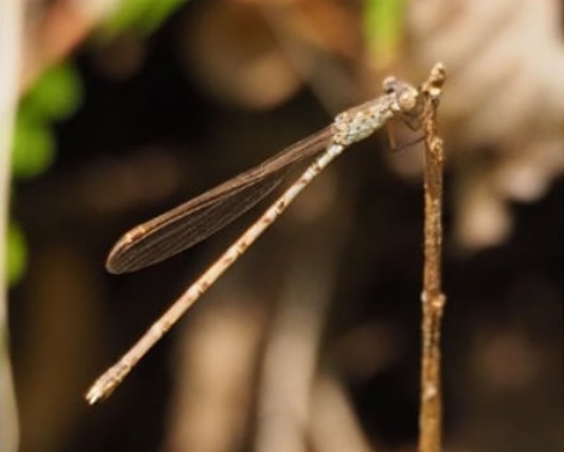 Photo: Indolestes peregrinus - Dragonfly