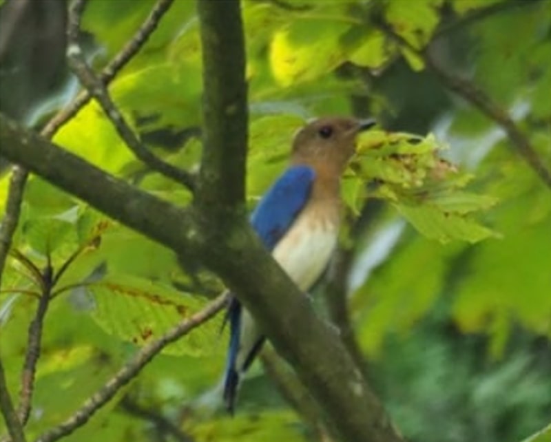 Photo: Cyanoptila cyanomelana (juvenile) - Flycatcher