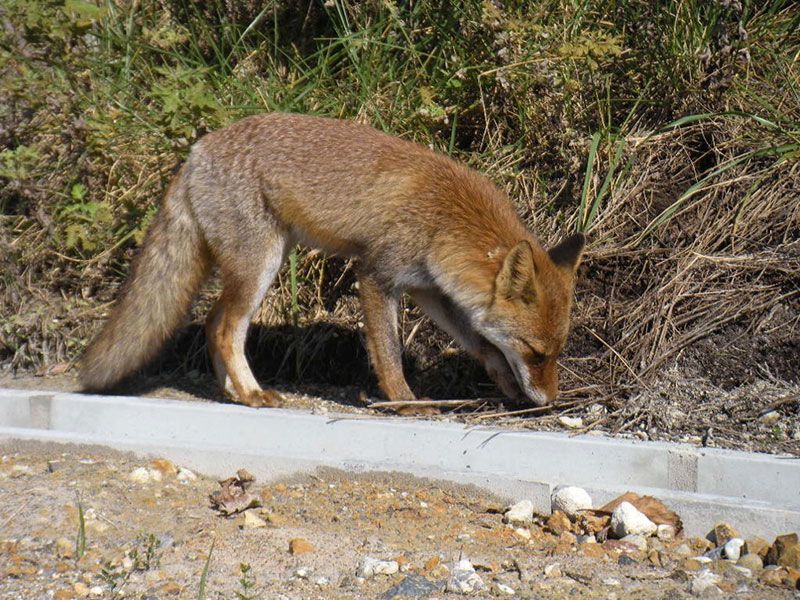Photo: A fox appears in the biotope at the Toki Works