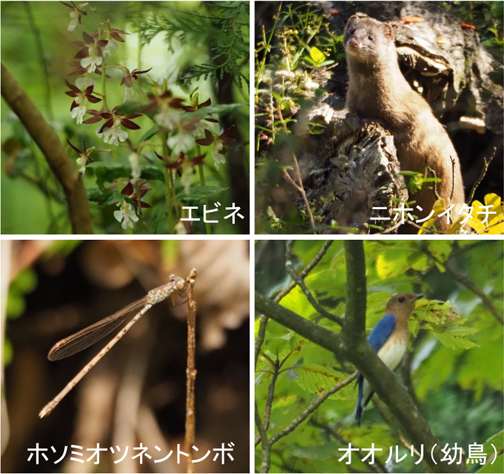 写真:富士事業所で確認されたエビネ、二ホンイタチ、ホソミオツネントンボ、オオルリ(幼鳥)など生き物
